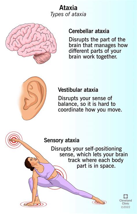 loss of muscle coordination results from damage to the|Ataxia: Types, symptoms, treatment, and causes .